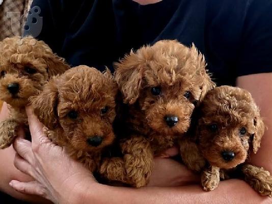 PoulaTo: Κόκκινα toy poodles